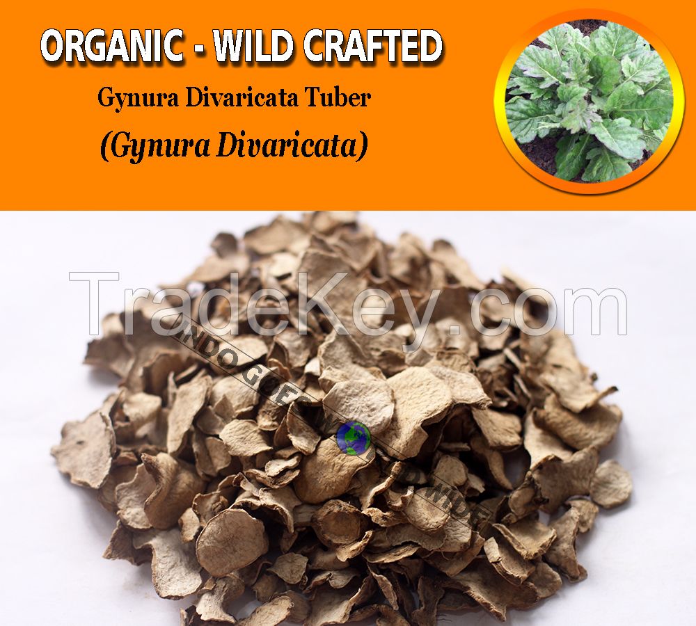 WHOLESALE Gynura Divaricata Tuber Umbi Dewa Gynura Divaricata Organic Wild Crafted Herbs