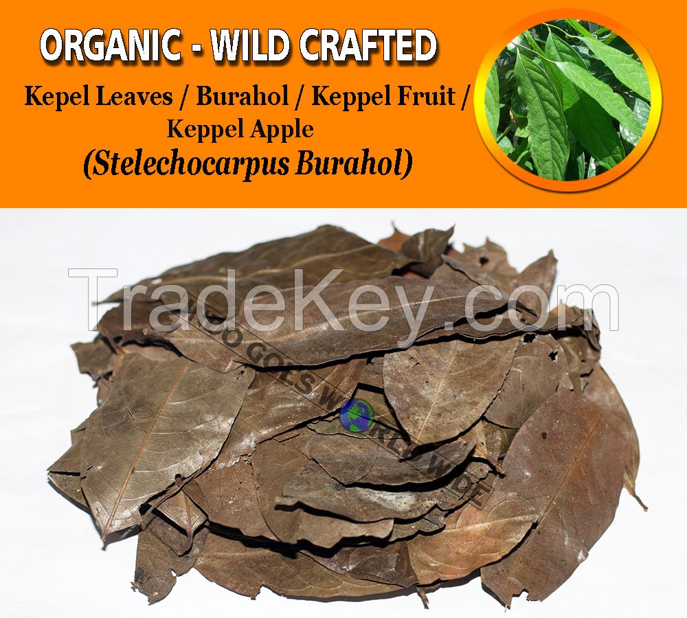 WHOLESALE Kepel Leaves Burahol Keppel Fruit Keppel Apple Stelechocarpus Burahol Organic Wild Crafted Herbs