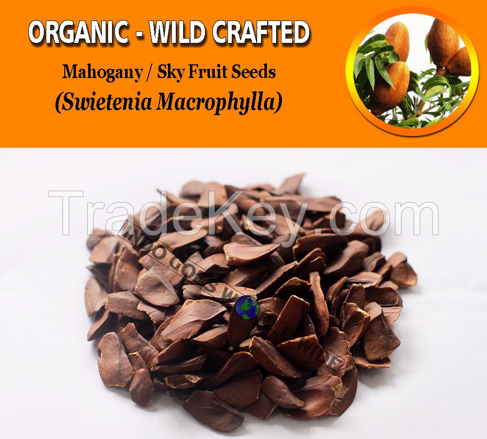 WHOLESALE Mahogany Sky Fruits Swietenia Mahagoni Organic Wild Crafted Herbs