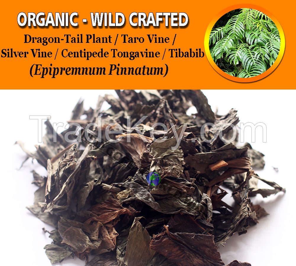 WHOLESALE Dragon-Tail Plant Taro Vine Silver Vine Centipede Tongavine Tibabib Epipremnum Pinnatum Organic Wild Crafted Herbs