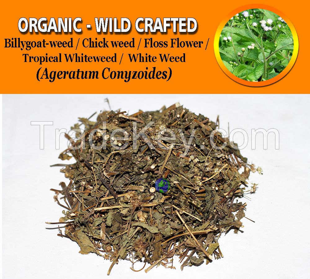 WHOLESALE Billygoat-weed Chick Weed Tropical Whiteweed Floss Flower White Weed Ageratum Organic Wild Crafted Herbs