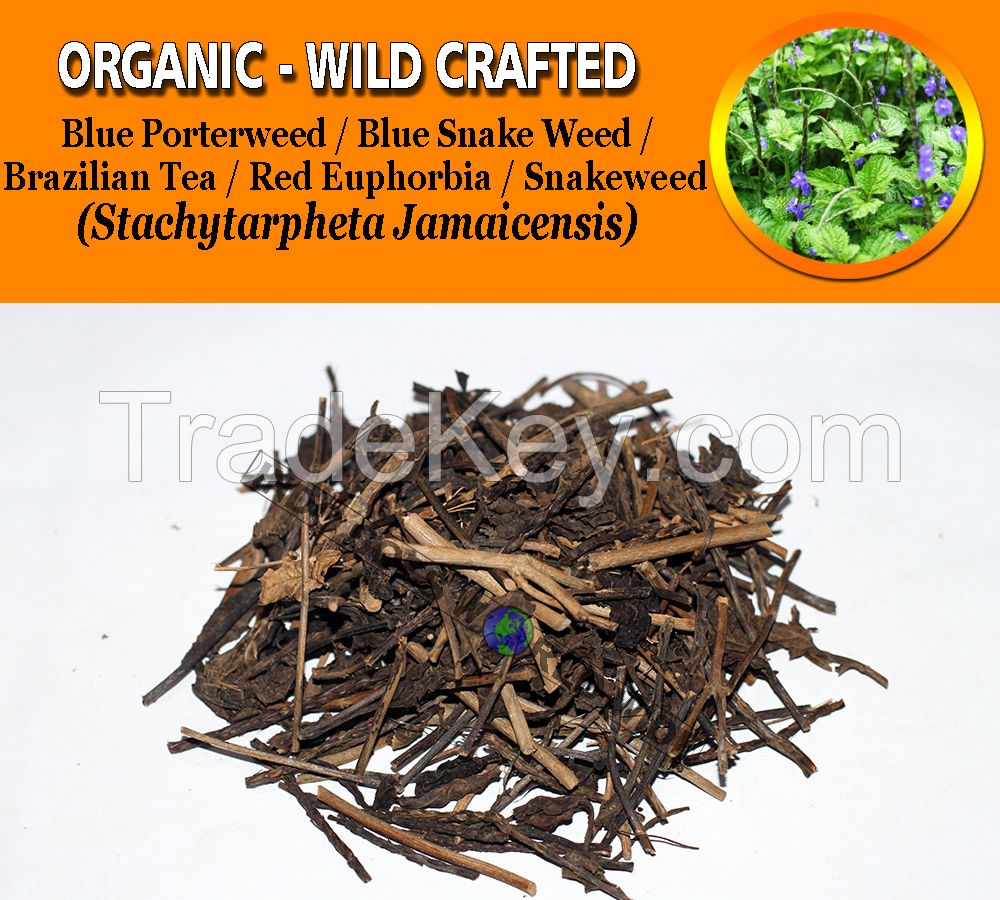 WHOLESALE Blue Porterweed Blue Snake Weed Brazilian Tea Jamaica Vervain Light-blue Snakeweed Stachytarpheta Jamaicensis Organic Wild Crafted Herbs