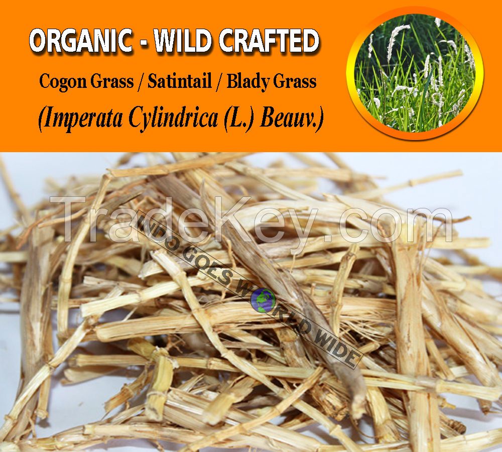 WHOLESALE Cogon Grass Roots Satintail Blady Grass Imperata Cylindrican Organic Wild Crafted Herbs