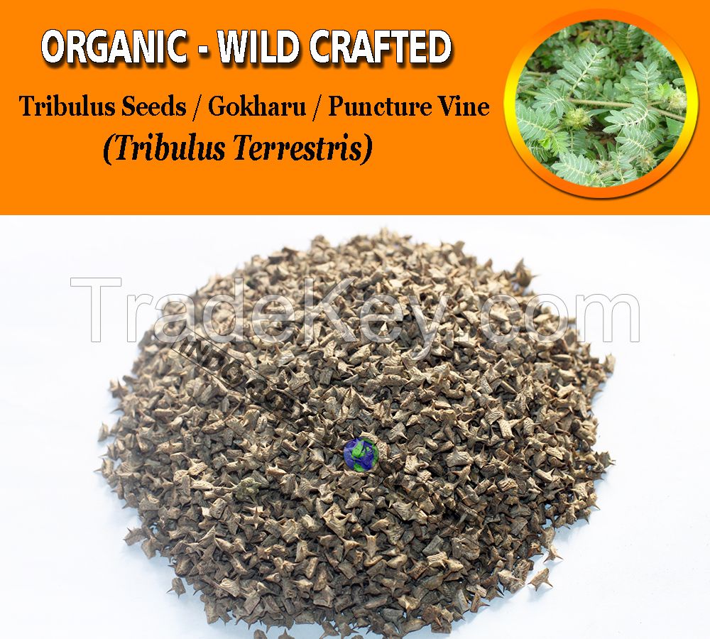 WHOLESALE Tribulus Seeds Gokharu Puncture Vine Tribulus Terrestris Organic Wild Crafted Herbs