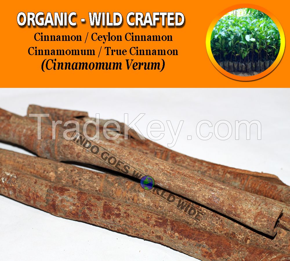 WHOLESALE Cinnamon Ceylon Cinnamon Cinnamomum True Cinnamon Cinnamomum Verum Organic Wild Crafted Herbs