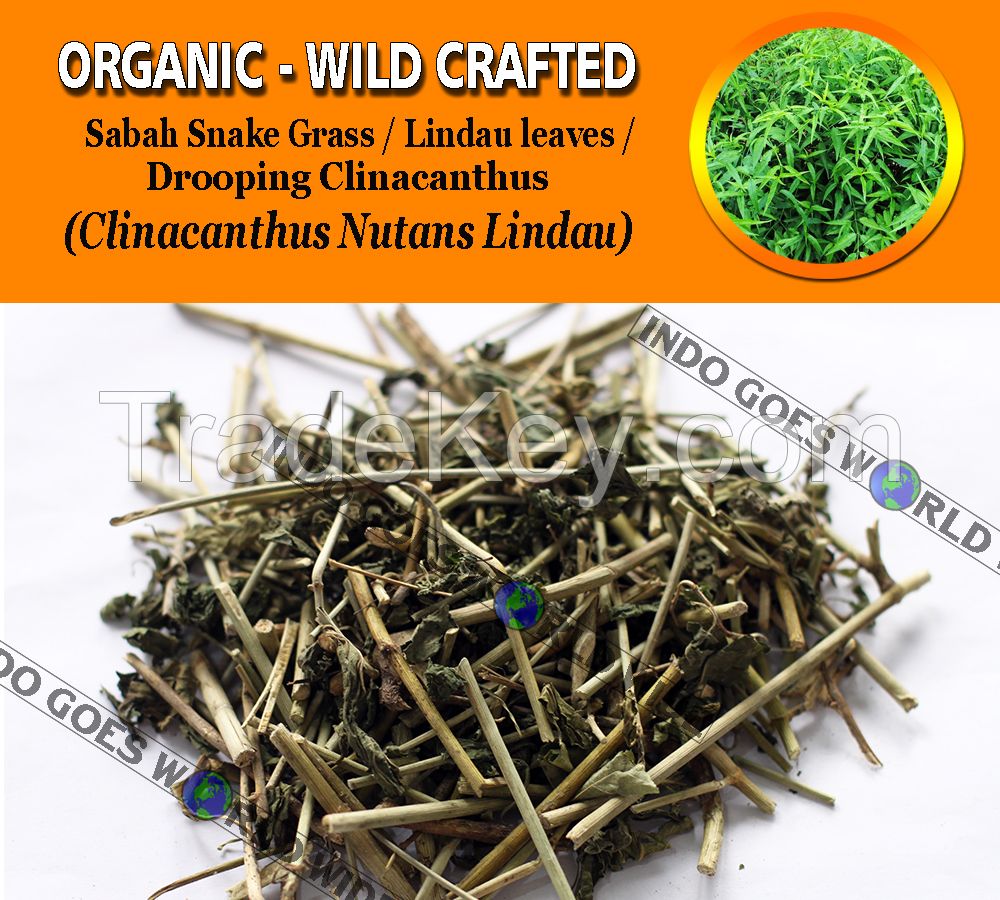 WHOLESALE Sabah Snake Grass Lindau Leaves Drooping Clinacanthus Clinacanthus Nutans Lindau Organic Wild Crafted Herbs