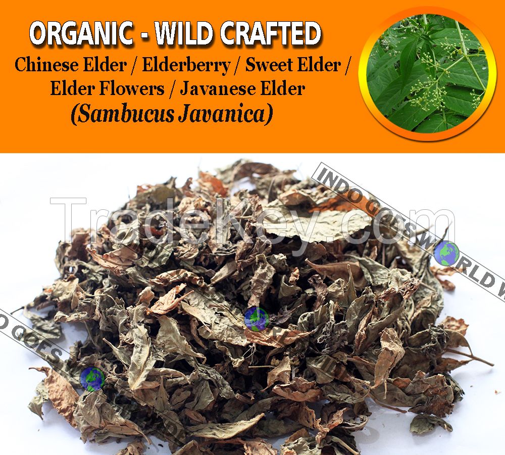 WHOLESALE Chinese Elder Elderberry Sweet Elder Elder Flowers Javanese Elder Sambucus Javanica Organic Wild Crafted Herbs
