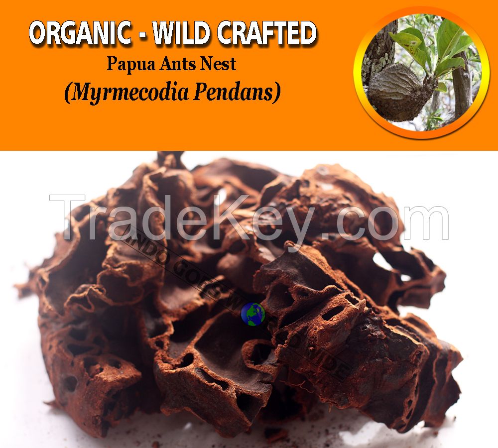 WHOLESALE Papua Ant Nest Myrmecodia Pendans Organic Wild Crafted Herbs