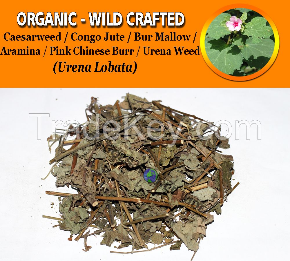 WHOLESALE Caesarweed Congo Jute Bur Mallow Aramina Pink Chinese Burr Urena Weed Urena Lobata Organic Wild Crafted Herbs