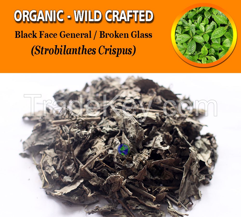 WHOLESALE Black Face General Broken Glass Strobilanthes Crispus Organic Wild Crafted Herbs