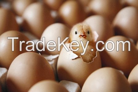 Hatching Eggs Ross 308 AP AP95