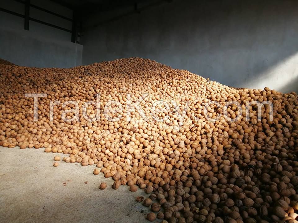 Buy Hazelnuts dried/raw