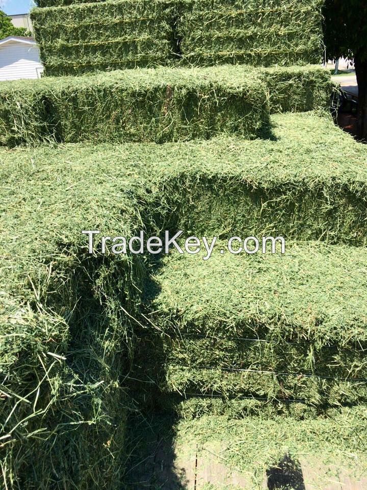 alfalfa hay, alfalfa hay, animal feed, alfalfa bales, pellet, animal meal, cattle, livestock, heifer, cow, goat, sheep meal