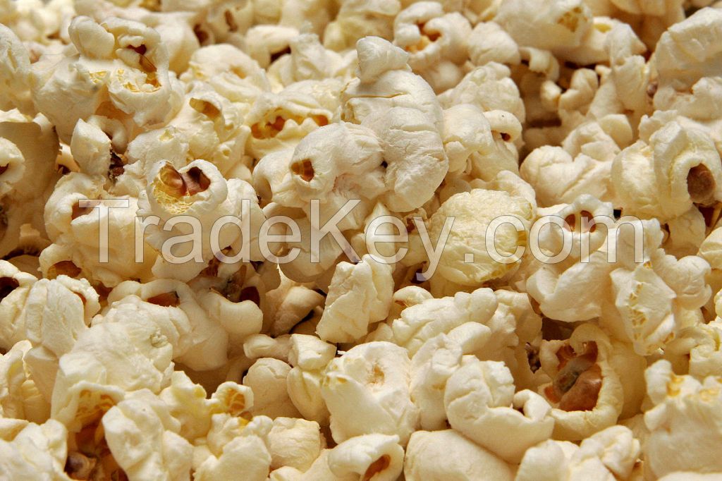Popcorn, Mushroom, Butterfly, pop corn, Yellow Corn for Popcorn, Yellow Popcorn NON-GMO and GMO Popcorn, Maize, White corn