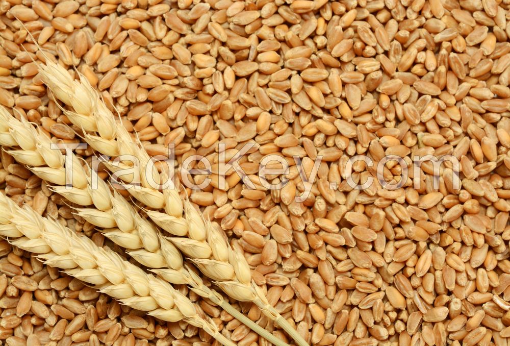 Soft wheat, Wheat, grains, barley, wheat flour, best quality, cheap, pure, natural, non GMO, organic