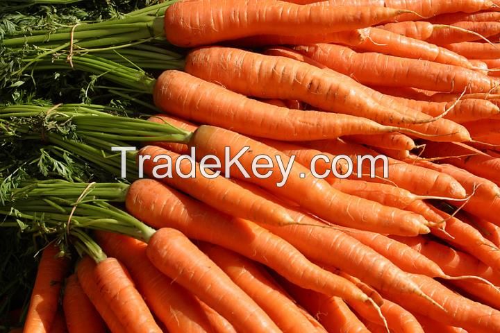 Fresh carrots, carrot, organic carrot, vegetables, fruits, spices, onions, tuber, Cabbage