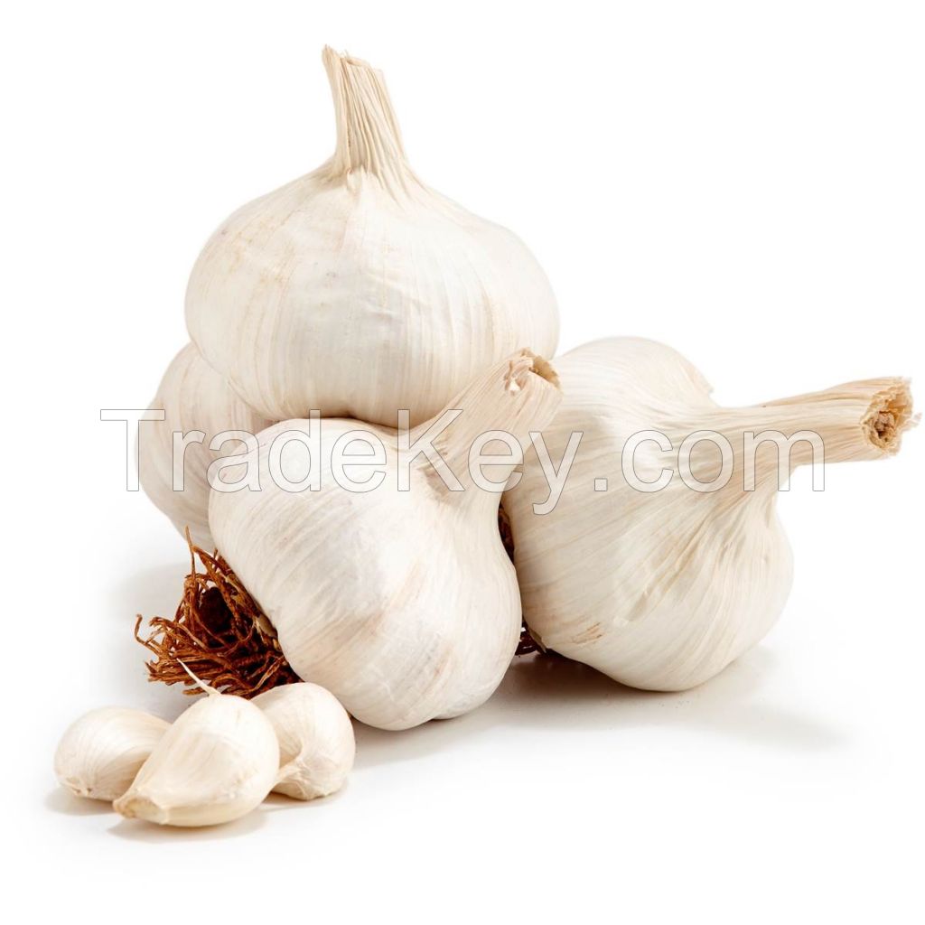 fresh garlic, ginger, onions, spices, vegetable, herbs, tuber, organic, garden