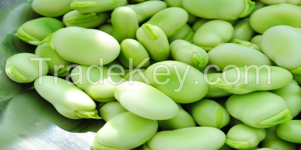 Broad Beans, Kidney Beans, Chickpeas, Soybeans, Lentils, Vigna Beans, Peas, Mung Beans, Black Beans, Lima Beans & Butter Beans