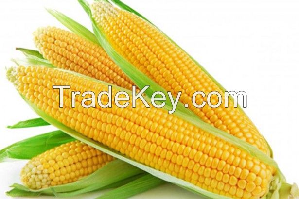 Fresh sweet Corn, Yellow Corn, White Corn, Maize, Popcorn Kernels, cereals, grains, seeds, nuts