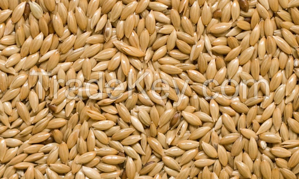 Canary Seed And Organic Linseed, Flax Seed, Aloe vera seeds