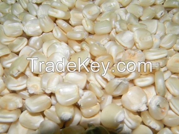 Corn, Yellow Corn, White Corn, Maize, Popcorn Kernels, cereals, grains, seeds, nuts