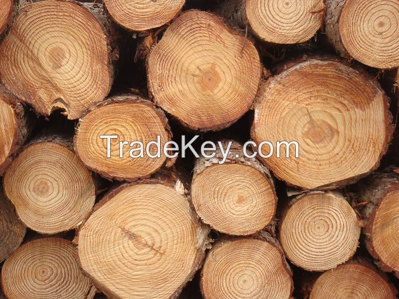 Natural wood logs, Sawn Wood, Forest, planks, Pine and Zingana, teak, pine, radiata, wood chips, pellets, planks, firewood, mangrove