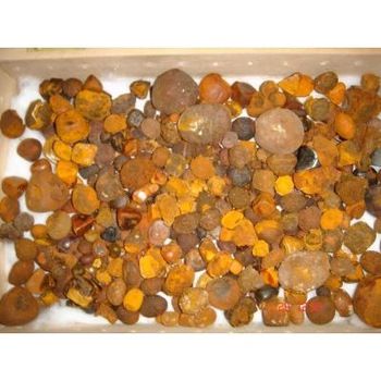 Ox Gallstones Cattle Gallstones Cow Gallstones