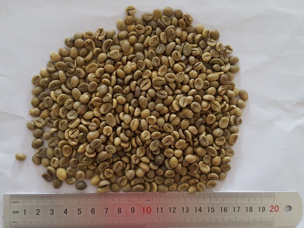 robusta green coffee beans, new crop, washed, polished grade A, screen 16