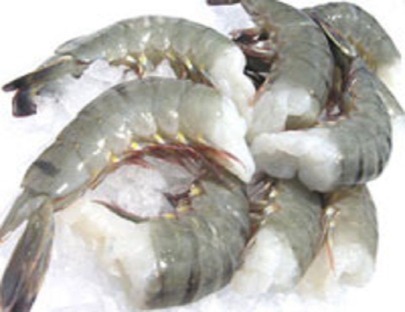 HL002 frozen vannamei shrimp and black tiger shrimp on sale