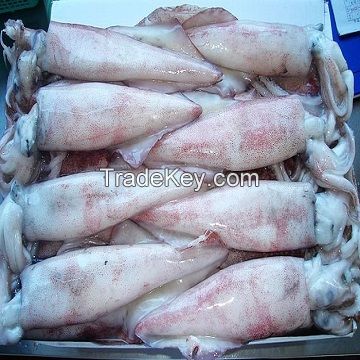 Frozen Whole Round Loligo Squid