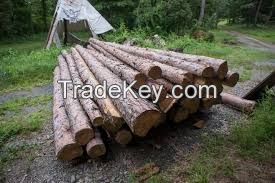 Burma Teak Logs , burma square logs and sawn timber