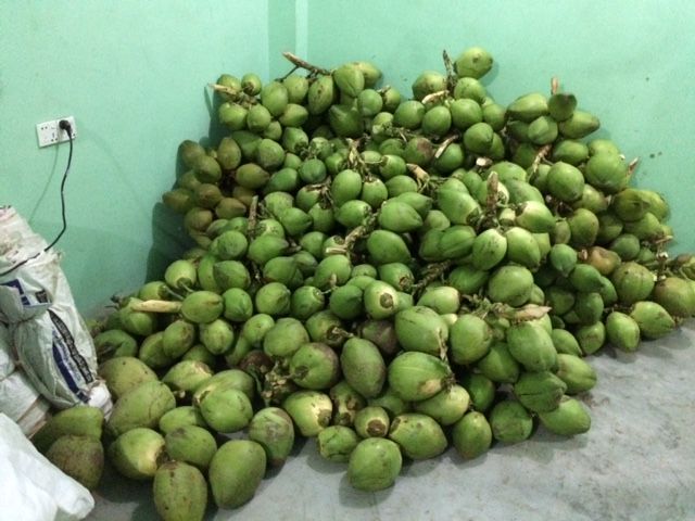 Best Quality of Fresh Green Coconut for Summer 2018