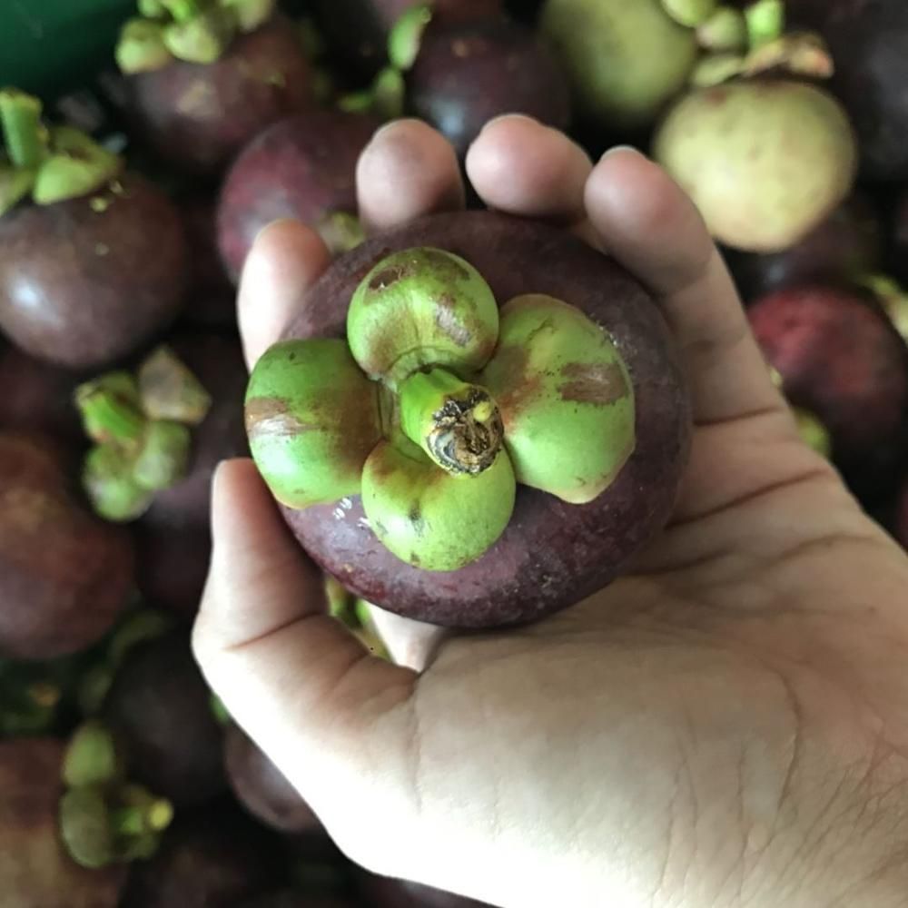 FRESH MANGOSTEEN BEST PRICE!