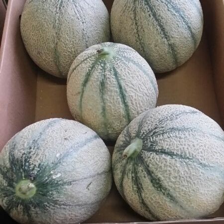 Fresh Melon, sweet melons, Rock Melons