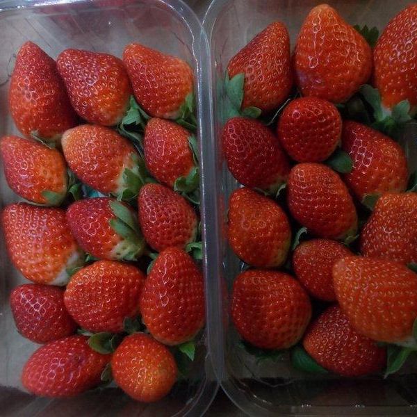 FRESH BERRIES / FRESH STRAWBERRY