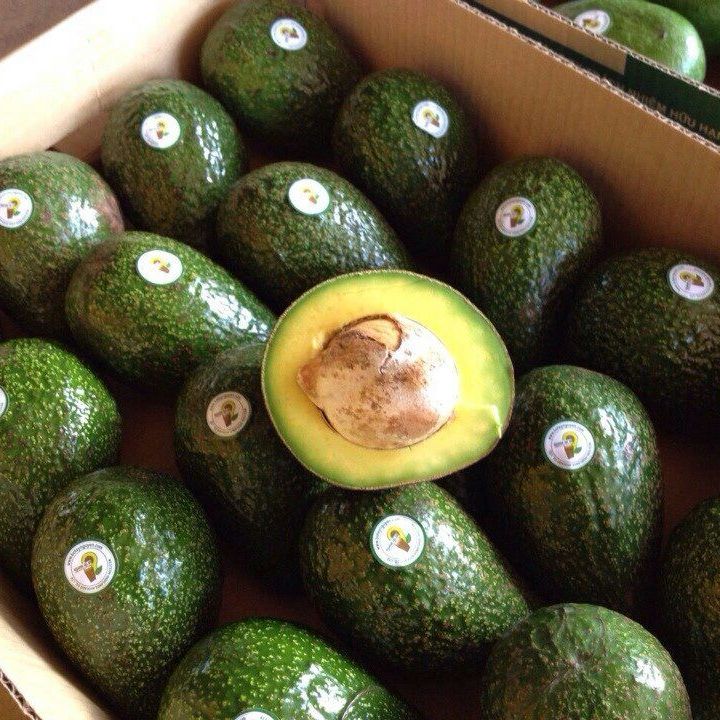 Fresh Avocado - Best Seller