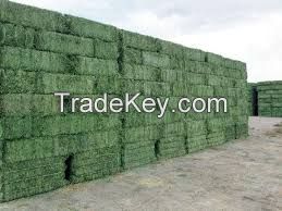 High Quality Alfalfa Hay For Animal feeding stuff Alfalfa / alfalfa hay / alfalfa hay READY NOW