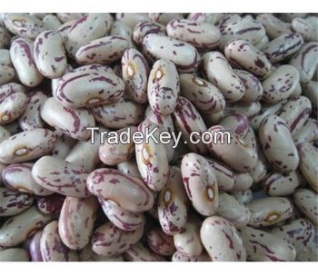 High quality Light Speckled Kidney Beans / Pinto Beans / Sugar Beans