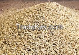 Quality Barley grain for Animal feed