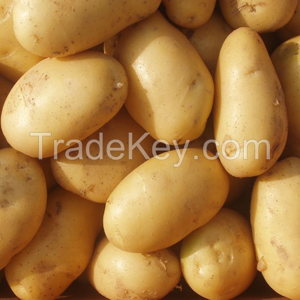 Premium Quality Fresh Potato