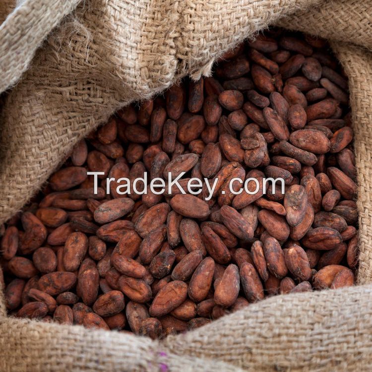 Hot Selling Grade A Cocoa Beans