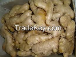 Wholesale Premium Grade Organic Fresh Ginger