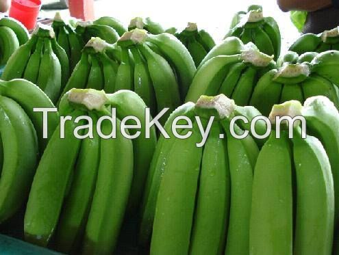 Organic Natural Green Cavendish Banana