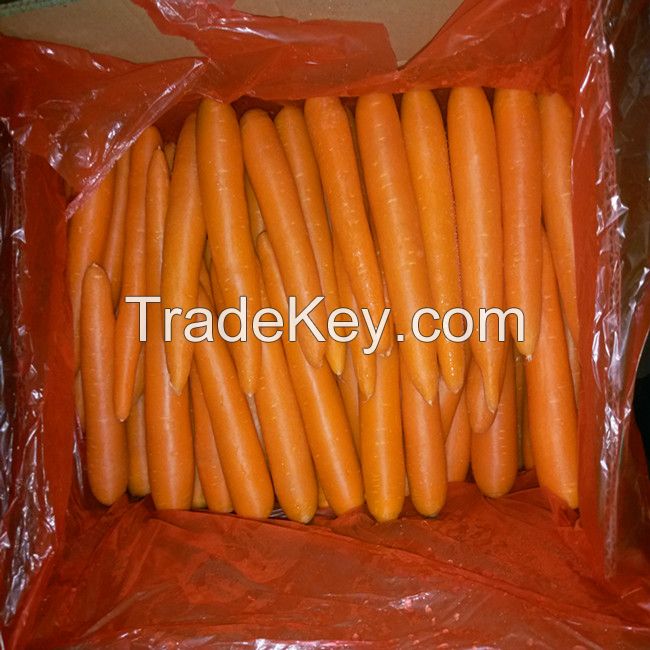Fresh Vegetables Bulk Cheap Wholesale Price Fresh Carrot For Sale