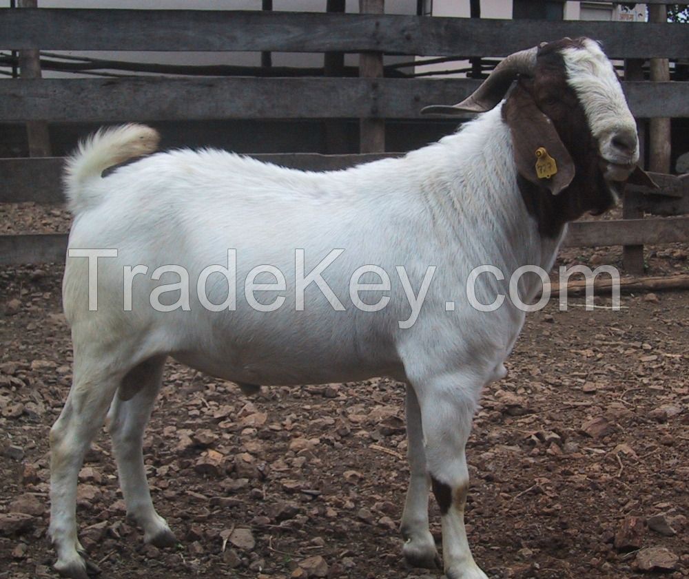 100% Full Blood Boer Goats, Live Sheep, Cattle, Lambs Ready for Export