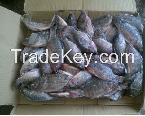 Frozen Tilapia Fish / Frozen Whole Round Tilapia Fish