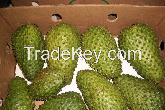 High Quality Soursop Fruits for Sale