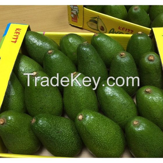 Fresh Avocados ( Hass / Fuerte ) Cheap Price