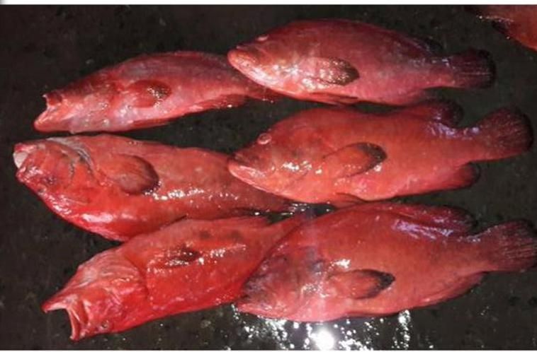 High Quality Red Snapper