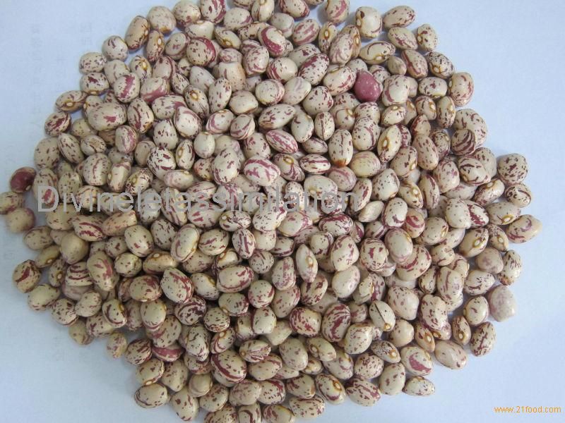 Light speckled kidney bean LSKB Pinto bean butter bean size 200-220pcs